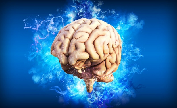 Експертите от дълго време смятат че човешкият мозък е един