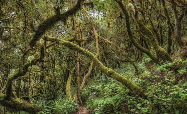 Преди около 90 милиона години умерена дъждовна гора е израсла