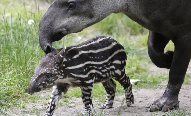 Бебе тапир се появи в Бразилия за първи път от век