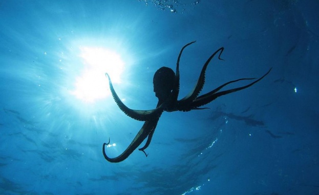 Учени заснеха октопод на най голямата известна дълбочина досега на