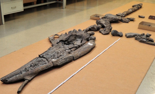 Открити в Невада САЩ фосили са на бременен женски ихиозавър