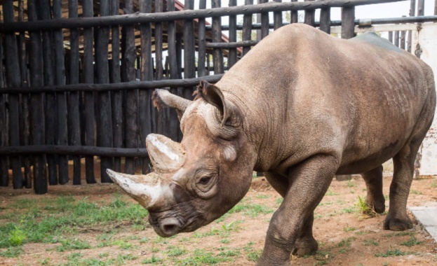 Най възрастният черен носорог в света почина в сряда в зоологическата