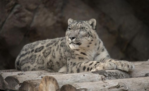 Мъжки снежен леопард се е заразил с COVID 19 съобщиха от