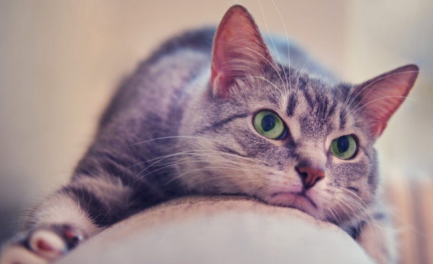 Британски учени установиха, че почти всяка домашна котка проявява признаци