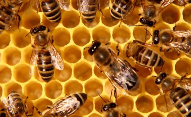 30 от пчеларите у нас на кръстопът дали да преустановят