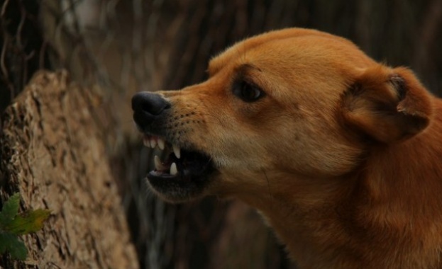 Агресивни кучета тормозят от месеци столичния квартал Орландовци Хората твърдят