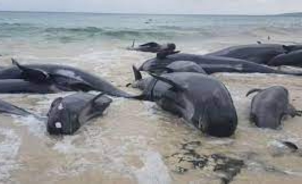 Над двадесет кита бяха открити мъртви на плаж в Нова Зеландия