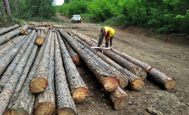 Забрана за износ на необработена дървесина от България за три