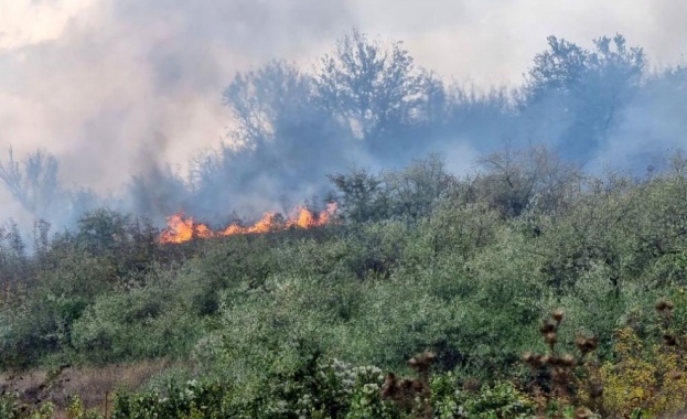 9 държави в ЕС с нови рекорди за горските пожари