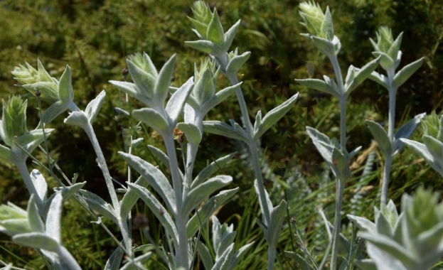 Български учени откриха нов вид растение в Родопите. Кръстили са