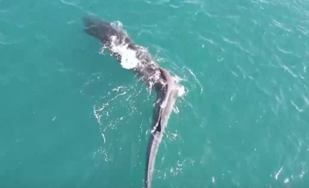 Заснеха 40 тонен кит със сколиоза край бреговете на Валенсия Кадрите