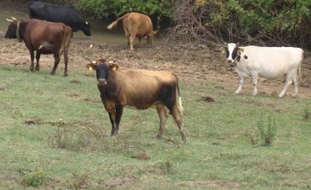 Недоволство на животновъди в Благоевград. Причината е решение на общината,