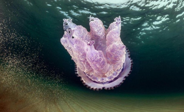 Беше повдигнато безпокойство относно появата на лилава медуза (Pelagia noctiluca)