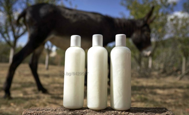 Магарешкото мляко – лек, имуностимулант и вкусна напитка
