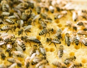 Биопчеларите получиха подкрепа от над 7,3 млн. лева за Кампания 2023