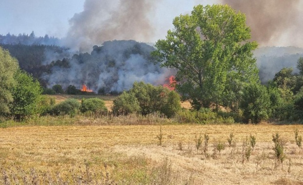 Пожар в борова гора ограничи движението по пътя Саранци-Долно Камарци